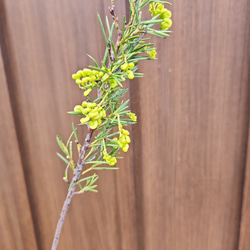 花芽付き♪グレビレア　ロスマリニフォリアルテア　鉢植え　苗　オージープランツ 4枚目の画像