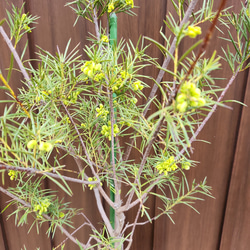 花芽付き♪グレビレア　ロスマリニフォリアルテア　鉢植え　苗　オージープランツ 5枚目の画像