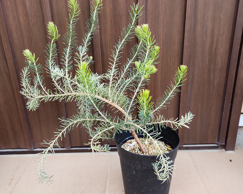 バンクシア テルマチアエ 鉢植え オージープランツ ネイティブ