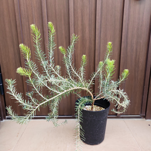 コーストバンクシア 鉢植え32 苗 ワイルドフラワー オージープランツ