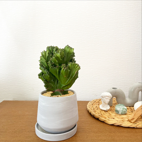 ユーフォルビア　フィヘレネンシス　鉢皿付き ユーフォルビア フィヘレネンシス 鉢皿付き ユーフォルビア