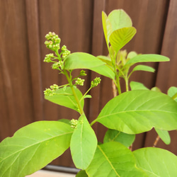 ふわふわ開花が楽しみ♪スモークツリー　フレーム　テラコッタ鉢植え　 4枚目の画像