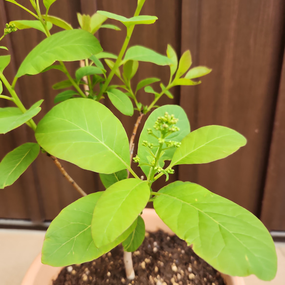 ふわふわ開花が楽しみ♪スモークツリー　フレーム　テラコッタ鉢植え　 5枚目の画像