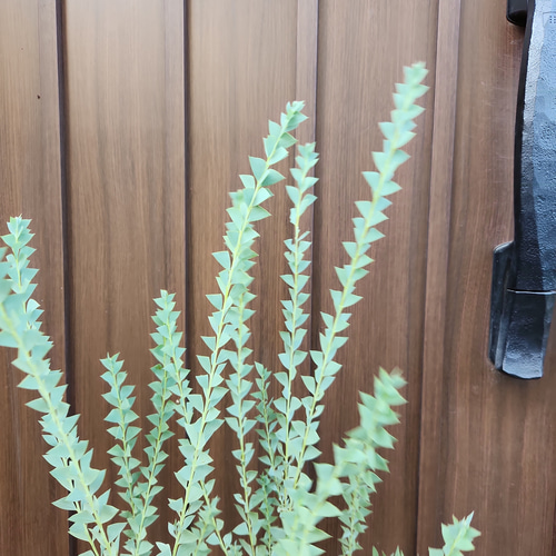 サンカクバアカシア　三角葉アカシア　テラコッタ鉢植え　苗ミモザ　ウェルカムツリー サンカクバアカシア 三角葉アカシア テラコッタ鉢植え 苗ミモザ