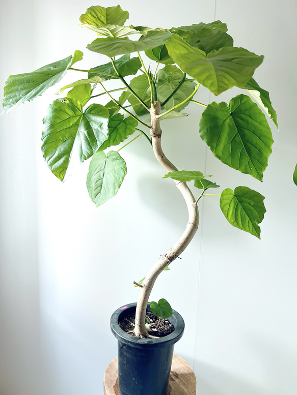 大切なウンベラータ Lサイズ 観葉植物 calm cafe - メルカリ