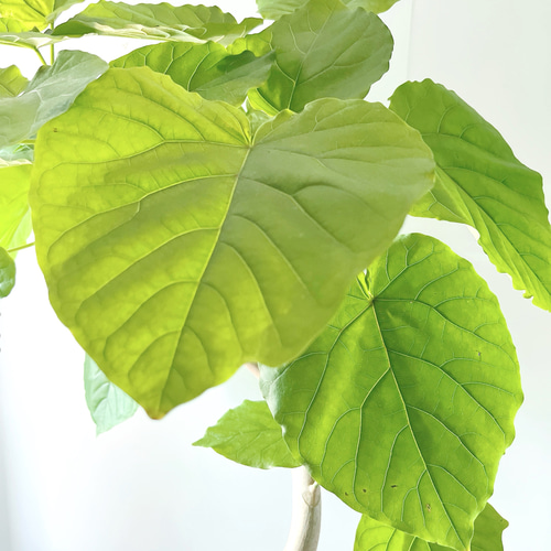 524 フィカス ウンベラータ 曲がり 幹太 観葉植物 多肉植物 calm