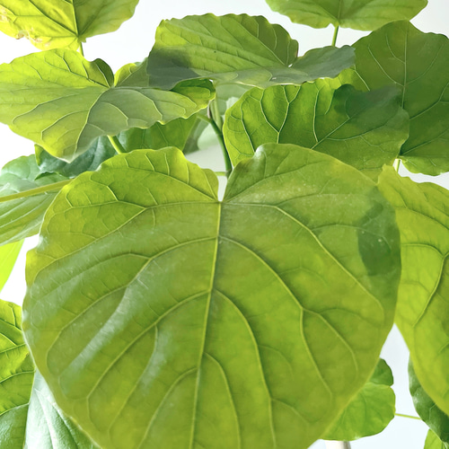 観葉植物 フィカス ウンベラータ 8号 ノーマル ラスターポット