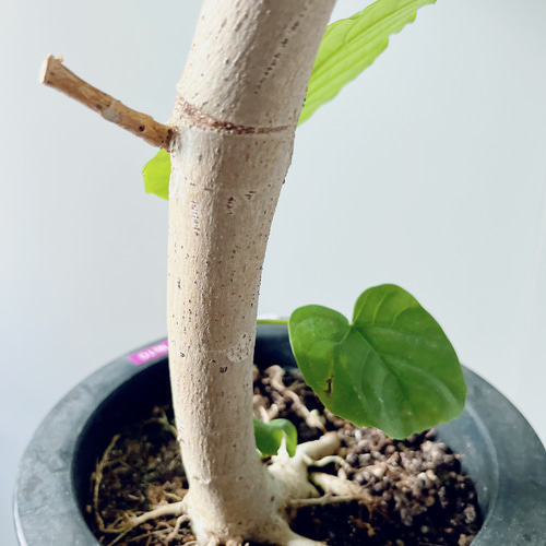 大切なウンベラータ Lサイズ 観葉植物 calm cafe 9/14撮影】観葉植物 室内 フィカス ウンベラータ 曲がり 大型