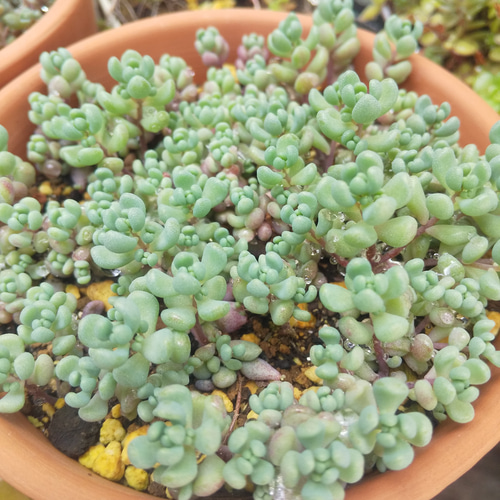 多肉植物 パープルヘイズ カット苗 6カット 根元からカット 多肉植物  