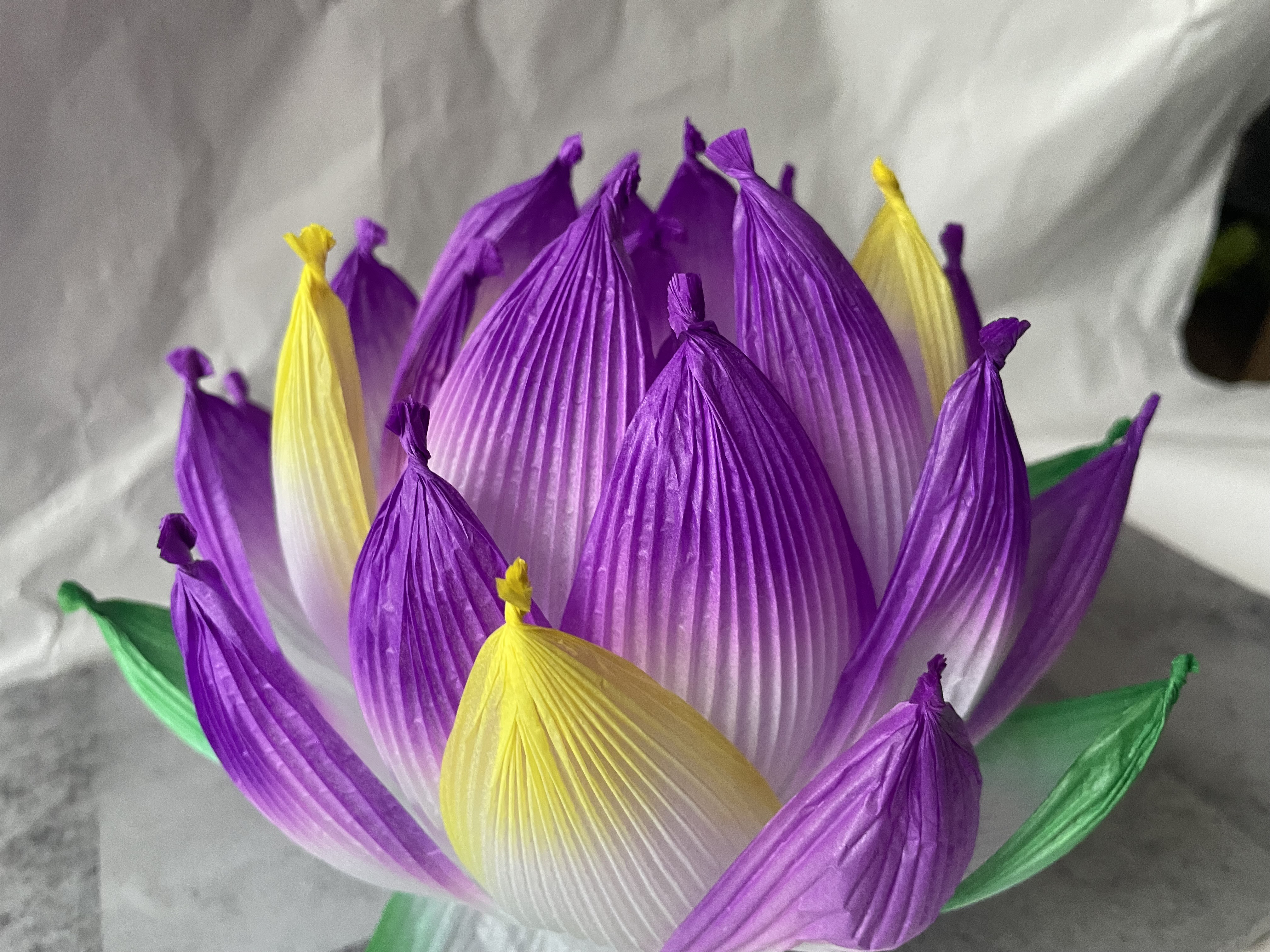 開花 蓮ランプ 紫×黄色