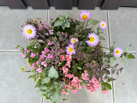 母の日のプレゼントにも♪ 寄せ植え　花■可愛いバスケットの寄せ植え■ギャザリング 9枚目の画像