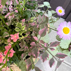 母の日のプレゼントにも♪ 寄せ植え　花■可愛いバスケットの寄せ植え■ギャザリング 7枚目の画像