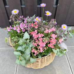 母の日のプレゼントにも♪ 寄せ植え　花■可愛いバスケットの寄せ植え■ギャザリング 1枚目の画像