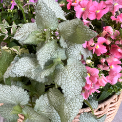 母の日のプレゼントにも♪ 寄せ植え　花■可愛いバスケットの寄せ植え■ギャザリング 6枚目の画像