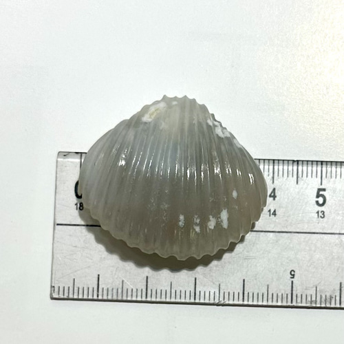 福貝 ネックレス・ペンダント ケンちゃんの天然石工房 通販 17584846 