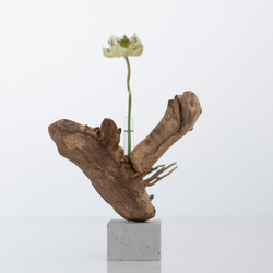 世界にたったひとつあなただけの流木一輪挿し | driftwood flowervase | mushi no.1 3枚目の画像