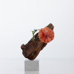 世界にたったひとつあなただけの流木一輪挿し | driftwood flowervase | tane no.2 1枚目の画像