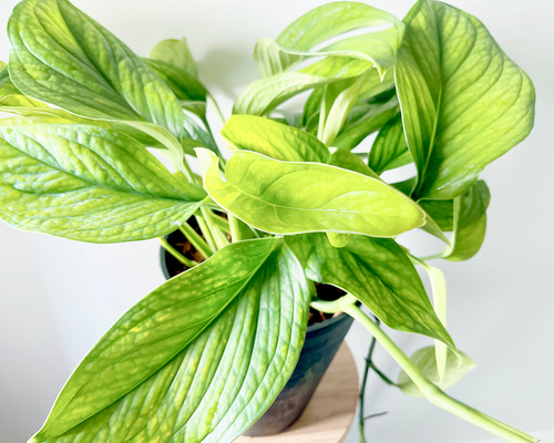 ⬛️ あたたかい 稀少！⬛️ 超 デカ！⬛️ 葉っぱ、かなり多し  