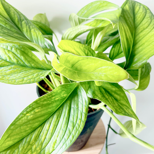 希少 モンステラ カルステリアナム 7号鉢 観葉植物 室内 多肉植物 calm