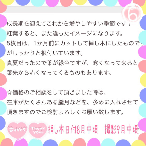 『送料無料』多肉植物お楽しみカット苗セット普通郵便発送 6枚目の画像