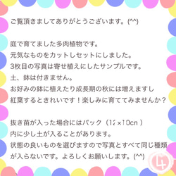 『送料無料』多肉植物お楽しみカット苗セット普通郵便発送 4枚目の画像