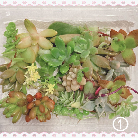 多肉植物 カット苗 セット いろいろ ＊＊（no.122 ぎゅうぎゅう多肉  