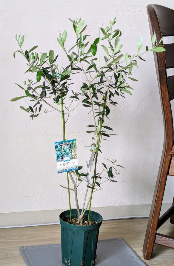 オリーブ　異品種２本植え　ネバディロブランコ　ベルダーレ　オリーブ木　オリーブ苗 7枚目の画像