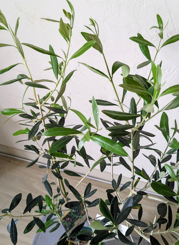 オリーブ　異品種２本植え　ネバディロブランコ　ベルダーレ　オリーブ木　オリーブ苗 5枚目の画像