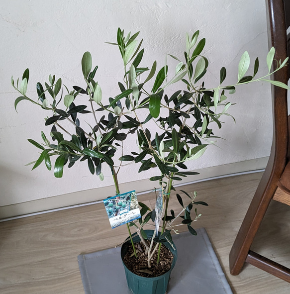 オリーブ　異品種２本植え　ネバディロブランコ　ベルダーレ　オリーブ木　オリーブ苗 3枚目の画像
