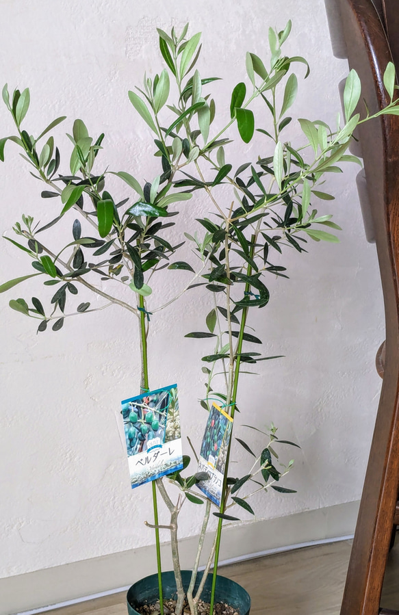 オリーブ　異品種２本植え　ネバディロブランコ　ベルダーレ　オリーブ木　オリーブ苗 6枚目の画像