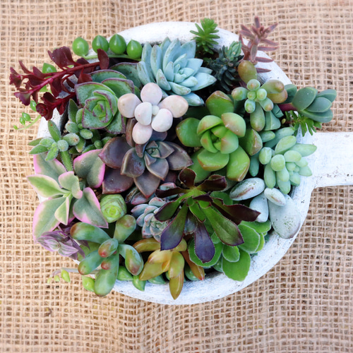 多肉植物カット苗ちまちま寄せに！！