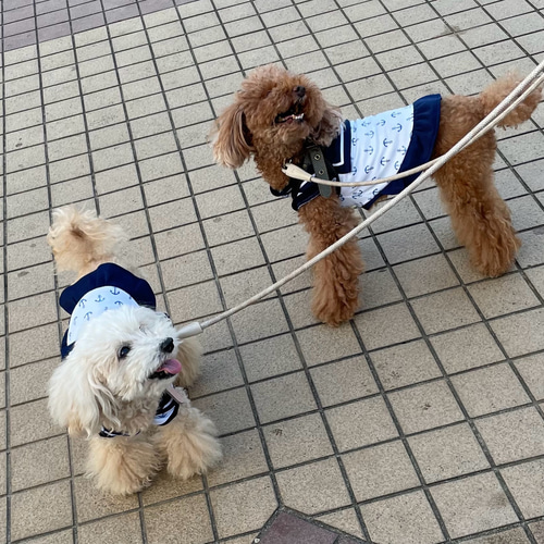 あー様専用 ハンドメイド 犬服 （ハンドメイド犬服 アラン風