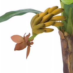 光触媒　人工観葉植物　ウォールグリーン　フェイクグリーン　バナナポット@ 5枚目の画像