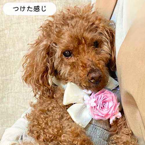 わんにゃんおしゃれな薔薇のリボン飾り さくらピンク ペット服