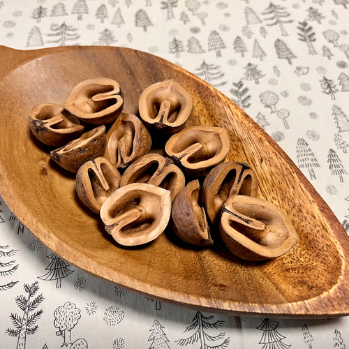 送料込み 鬼クルミの殻 素材 半割れ その他素材 youmoutikutik 通販