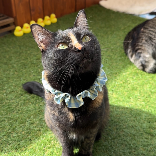 大人気の 短毛シュシュ(ブラック)わんちゃん猫ちゃん用 犬 （ペット用品 首輪・ハーネス・迷子札