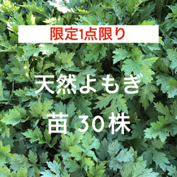 【限定1点限り】天然よもぎ苗 30株 ＊ 山野草 山菜 農薬不使用 1枚目の画像