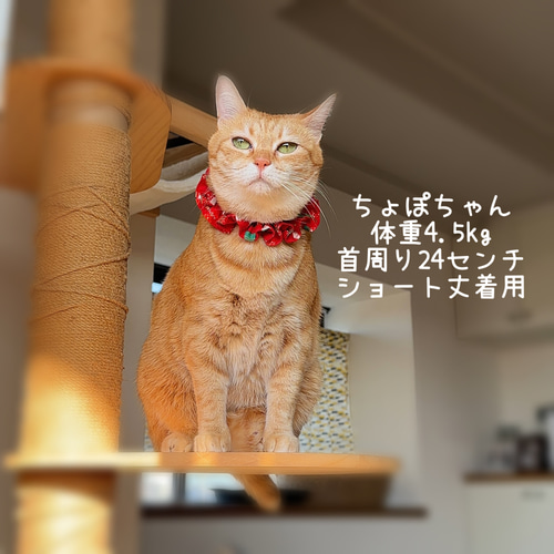ﾋﾟｴﾛｼｭｼｭﾎﾞﾘｭ-ﾐ-♡グリーン×ピンク リード・首輪 neko shushu