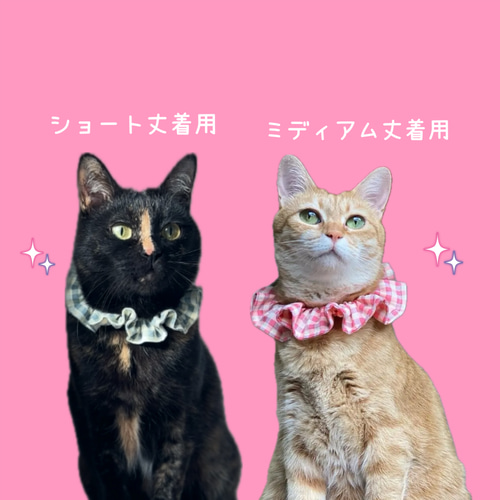 ピエロ猫 71y6mNhUddL._UF350,350_QL50_.jpg