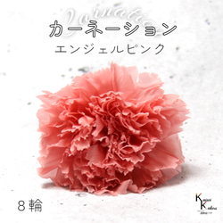 地球農場！永生花「康乃馨天使粉紅1盒（8朵）」母親節乾燥花材 第1張的照片