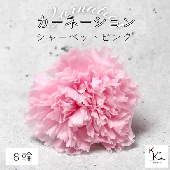 地球農場！永生花「康乃馨果子露粉紅1盒（8朵）」母親節乾燥花材 第1張的照片