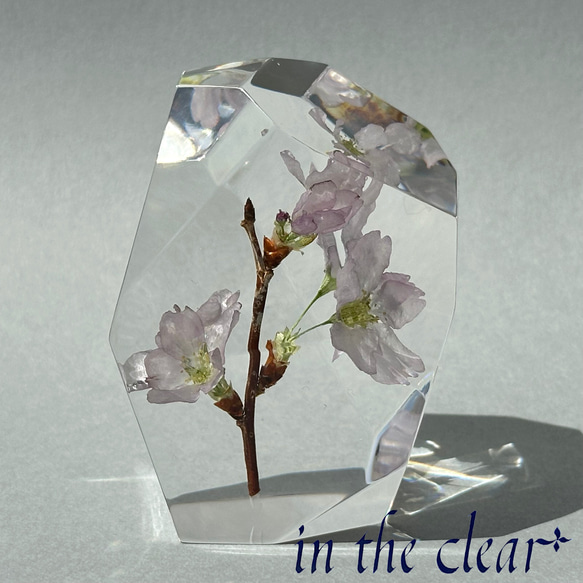植物標本　桜　啓翁桜　ピンク　鉱石型 2枚目の画像