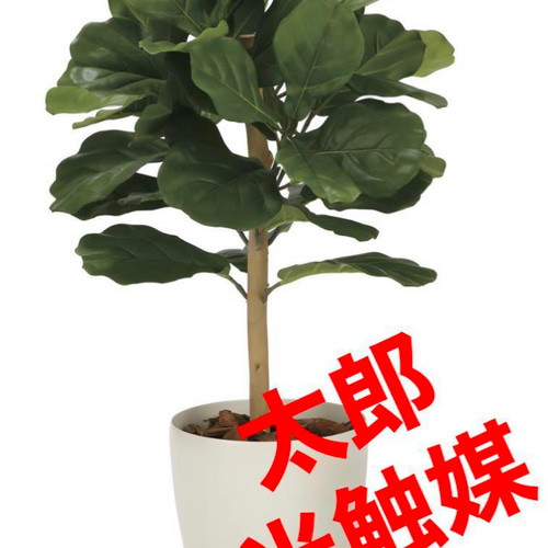 光触媒　人工観葉植物　ウォールグリーン　フェイクグリーン　DXカシワバゴム1.0 光触媒人工観葉植物ウォールグリーンフェイクグリーンDXカシワバゴム1.0
