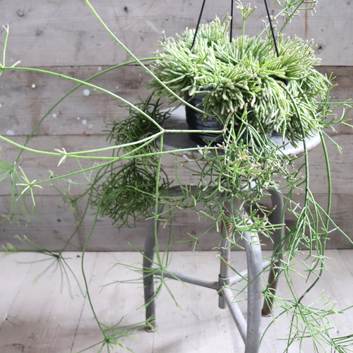 吊り下げ♡プリスマティカ♡リプサリス♡7号♡大苗♡多肉植物 アート