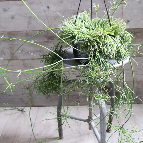 吊り下げ♡プリスマティカ♡リプサリス♡7号♡大苗♡多肉植物 アート