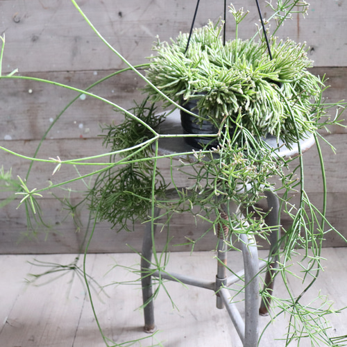 吊り下げ♡プリスマティカ♡リプサリス♡7号♡大苗♡多肉植物 アート