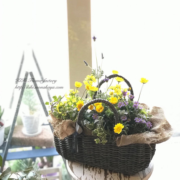 母の日早割!!母の日の季節の花の寄せ植え（お任せ）母の日にお届け 2枚目の画像