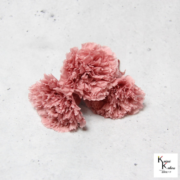 地球農場！永生花「康乃馨 Lasit 粉紅色 4 回合」母親節乾燥花材 第3張的照片