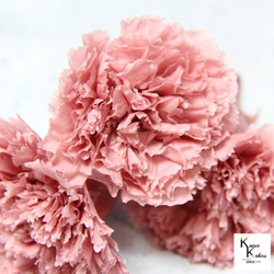 地球農場！永生花「康乃馨 Lasit 粉紅色 4 回合」母親節乾燥花材 第4張的照片