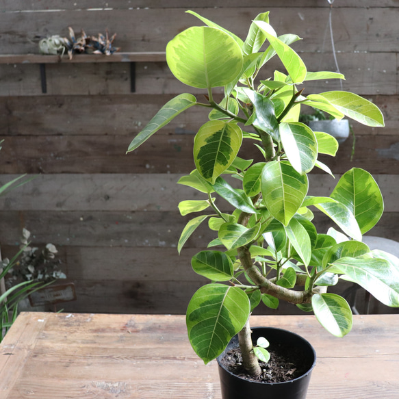 曲がり木♡アルテシーマ♡フィカス♡観葉植物♡7号♡インテリア